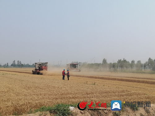 惠民县何坊街道 6万余亩小麦颗粒归仓，“一粒麦子”里的丰收答卷