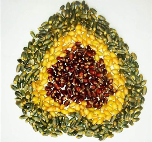 一穗千金的色彩奇迹 探秘60元一斤的彩粒小麦