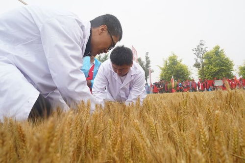 一粒麦子背后的科技力量 心连心高效肥助黄淮麦区小麦亩增产24.6%创高产
