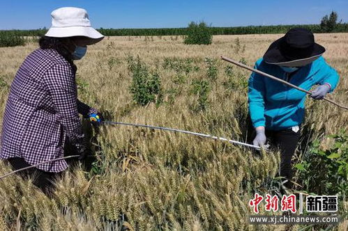 从一粒麦子看昌吉州小麦产量的大幅提升