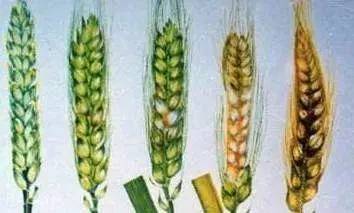 小麦赤霉病重发预警 早防早治，守护每一粒麦穗