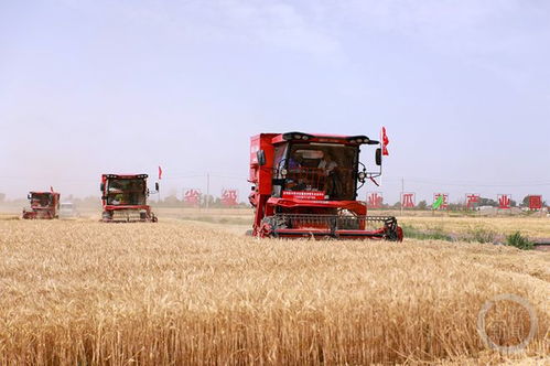 盛夏光影 曹红祖《一粒麦子》的影像诗学