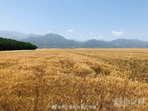 金色的咏叹 重彩油画里的麦穗之思