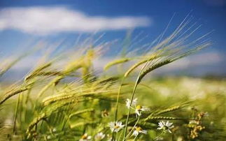 麦熟时节话“火候” 九成收，十成丢的农谚智慧