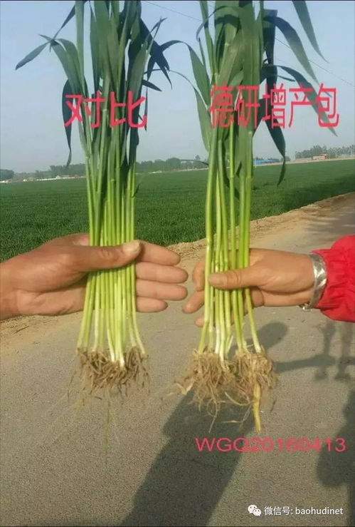 德研小麦增产包 一粒麦子的科技蜕变，看得见的丰收承诺